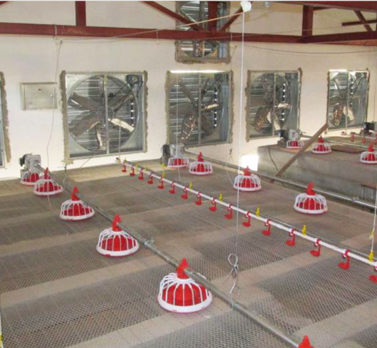 سیستم مارپیچ کاملاً خودکار خوراک مرغ مرغداری مارپیچ برای مزرعه 1